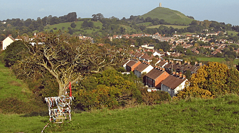 The Glastonbury Holy Thorn on Wearyall Hill, before its branches were cut off by vandals in 2010. Photo Credit: Ken Grainger, Wikipedia Commons