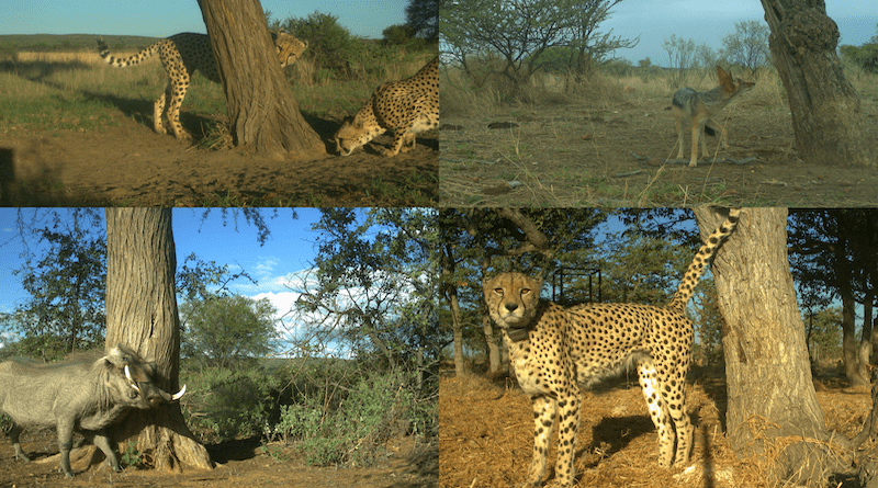 Wildlife camera photos of various species at cheetah marking trees in Namibia (photos: Cheetah Research Project team)