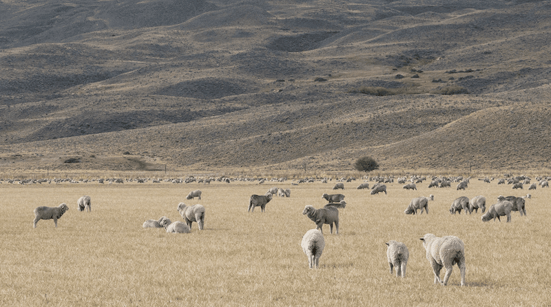 Sheep grazing in a semiarid Patagonian rangeland (Argentina). Photograph by Valeria Aramayo.
