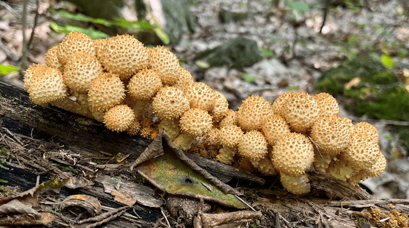 Fruiting bodies of shaggy scalycap (Pholiota sp.) on a log just off the Appalachian Trail in Hanover, New Hampshire. CREDIT: Photo by Bala Chaudhary.