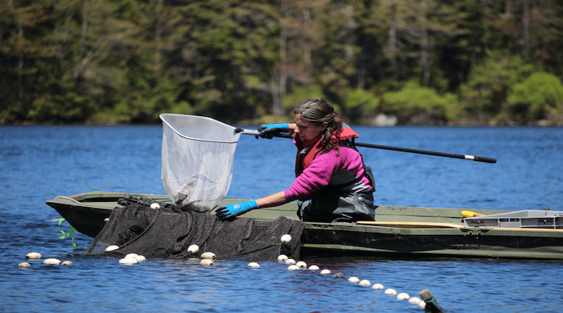 Mariah Meek of Michigan State University studies the genetics that control brook trouts’ tolerance to heat stress, CREDIT: Michigan State University