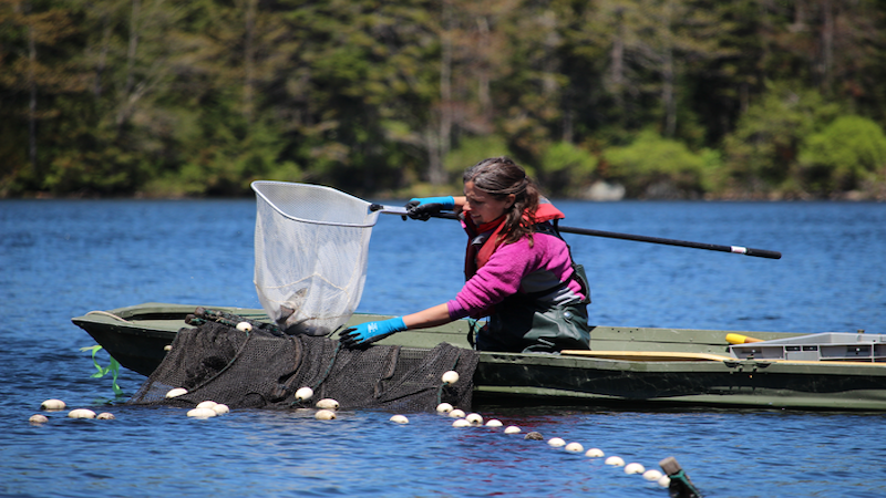 Mariah Meek of Michigan State University studies the genetics that control brook trouts’ tolerance to heat stress, CREDIT: Michigan State University