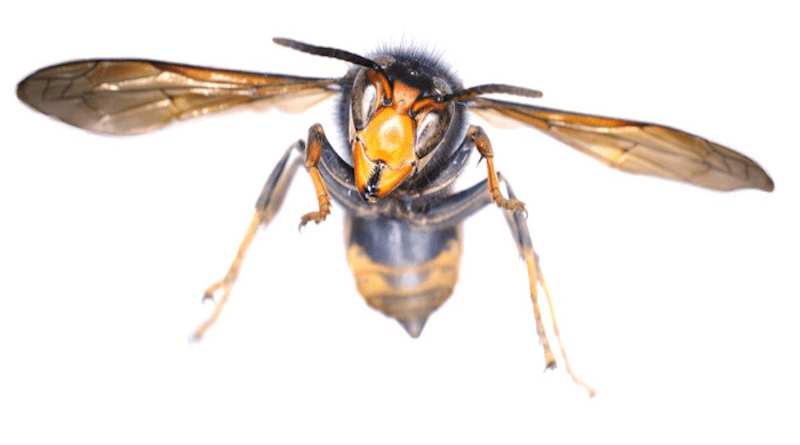 The Asian Hornet specimen recovered in Dublin CREDIT: Dr Aidan O’Hanlon