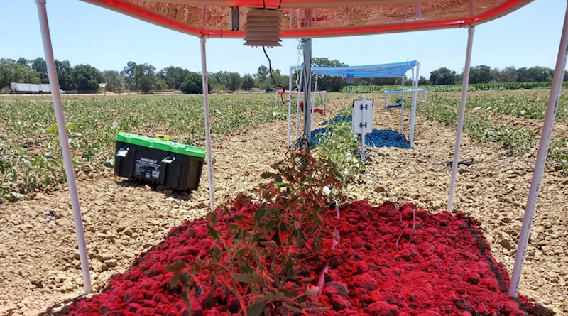 Solar panels emit a red light over tomato plants growing in a research field at UC Davis in 2022. The work further tests the findings of a UC Davis study showing plants in agrivoltaic systems respond best to the red spectrum of light while blue light is better used for energy production. CREDIT: Andre Daccache/UC Davis