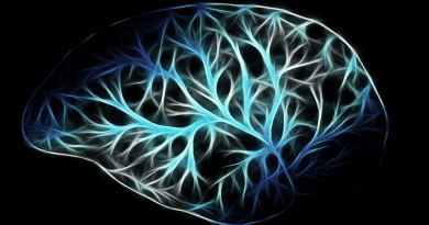 Human Brain Biology Anatomy Think Networking Physiology