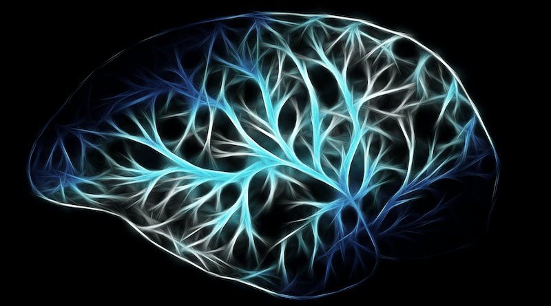 Human Brain Biology Anatomy Think Networking Physiology