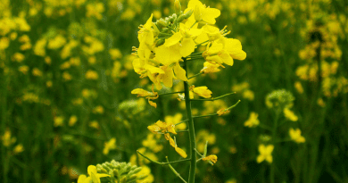 India's Supreme Court is set to decide on the commercialisation of GM mustard. Copyright: Amit Kaushal. (CC BY-SA 2.0). This image has been cropped.