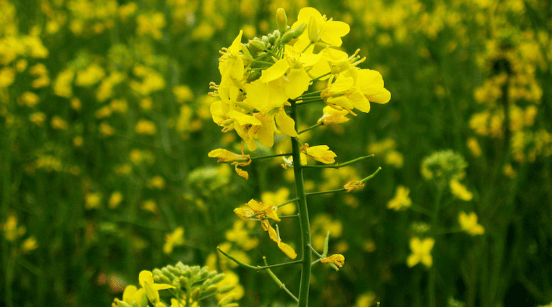 India's Supreme Court is set to decide on the commercialisation of GM mustard. Copyright: Amit Kaushal. (CC BY-SA 2.0). This image has been cropped.