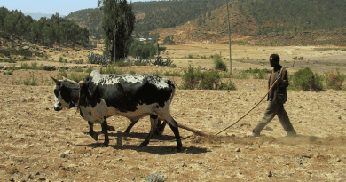 Farmer Farmer Ethiopia Plough Plow Beef Tillage