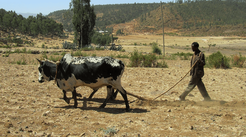 Farmer Farmer Ethiopia Plough Plow Beef Tillage