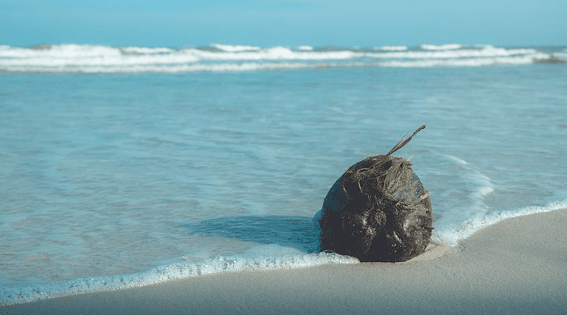 coconut beach sand water ocean