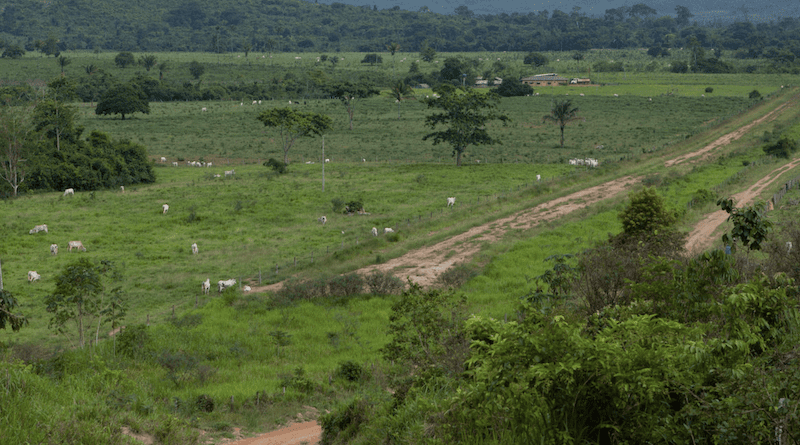 Apyterewa has lost about 8% of its tree cover between 2007 and 2021, despite being earmarked for the exclusive use of the Parakanã Indigenous people. Most of the forest ends up converted into cattle ranches or illegal mines. Image by Ana Ionova for Mongabay. Image has been cropped.