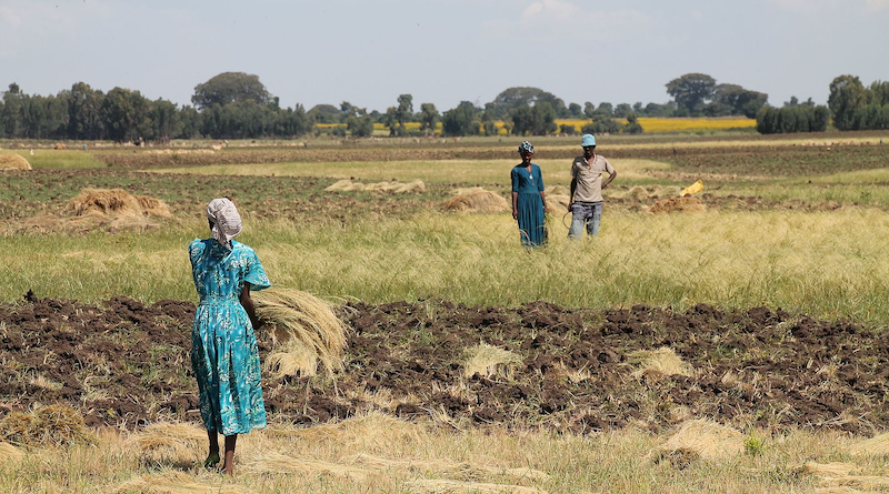 Amhara farmers in Ethiopia. Photo Credit: Radim Z, Wikimedia Commons