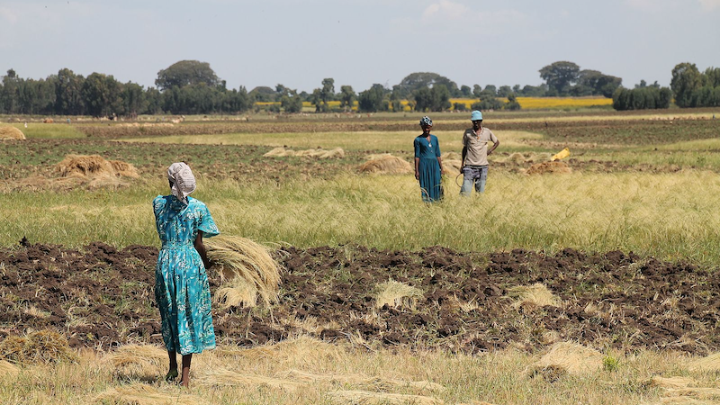 Amhara farmers in Ethiopia. Photo Credit: Radim Z, Wikimedia Commons