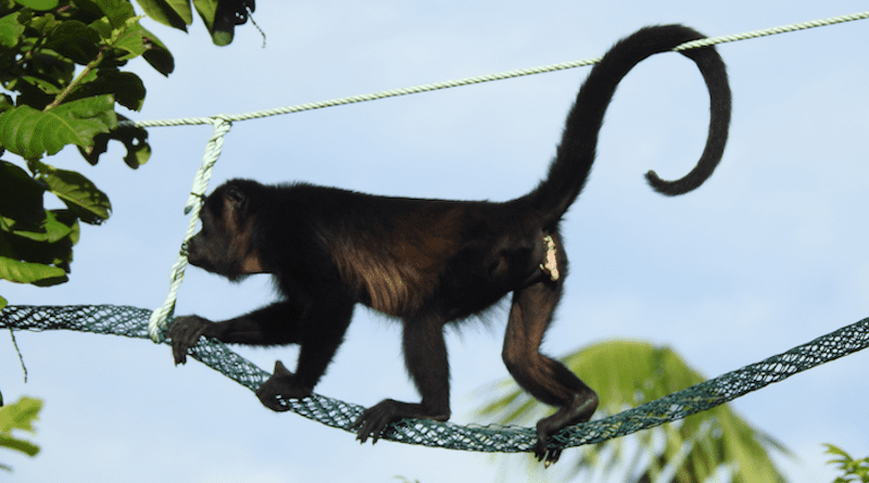 Female howler monkey (Alouatta palliata palliata) uses a canopy bridge in Playa Hermosa, Costa Rica with an ingenious design to support prehensile tail use. CREDIT: Ines Azofeifa
