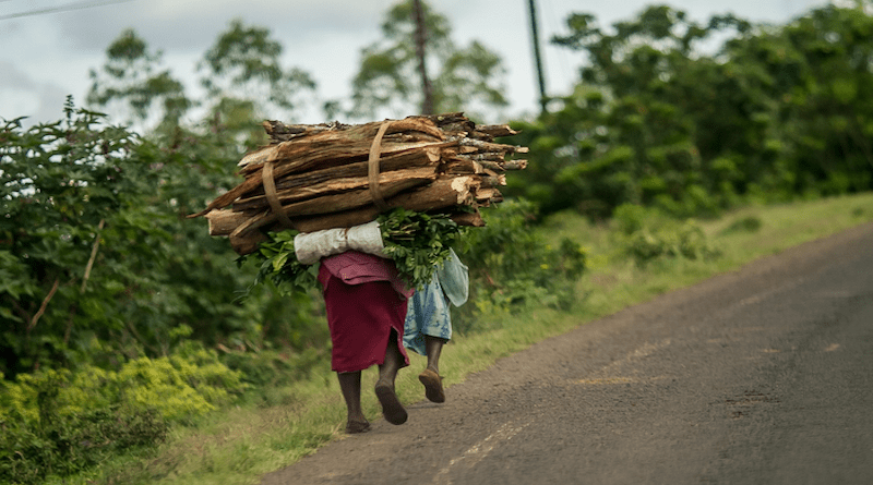 Firewood for cooking being carried home in Kenya. CREDIT: Youssef Boulkaid, 2022