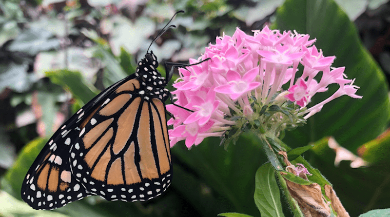 Monarch butterfly (Danaus plexippus) on a milkweed plant. The herbivores, which are host plant specialists, ingest plant toxins and store them in their bodies. Their bright colouration signals to predators that they are toxic. However, storing plant toxins is also physiologically costly for this species. CREDIT: Hannah Rowland