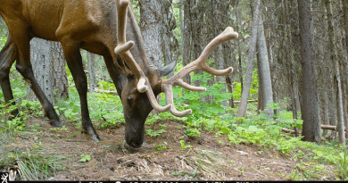 Researchers placed camera traps along hiking trails in Glacier National Park during and after a COVID-19 closure. They found that 16 out of 22 mammal species changed the way they accessed areas when humans were present. CREDIT: Mammal Spatial Ecology and Conservation Lab, Washington State University