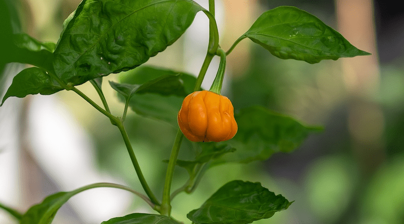 Yellow Habanero Pepper Plant Spices Spicy