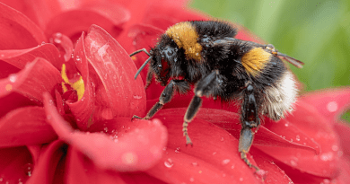 Buff-Tailed Bumblebee Bee Insect Flower Red Flower