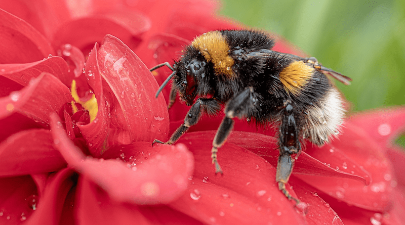 Buff-Tailed Bumblebee Bee Insect Flower Red Flower