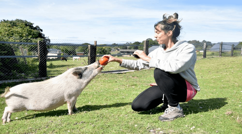 Dogs show things to humans but pigs do not. CREDIT Photo: Sabela Fonseca