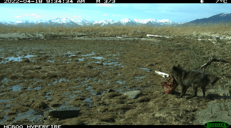 A wolf dragging a sea otter carcass above the tideline at Point Gustavus in Alaska. CREDIT: Alaska Department of Fish and Game.