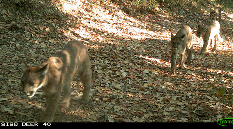 A new study adds to the evidence that apex predators like pumas play a unique role in ecosystems that is not fulfilled by smaller carnivores. CREDIT: Camera-trap photo courtesy Alex Avrin