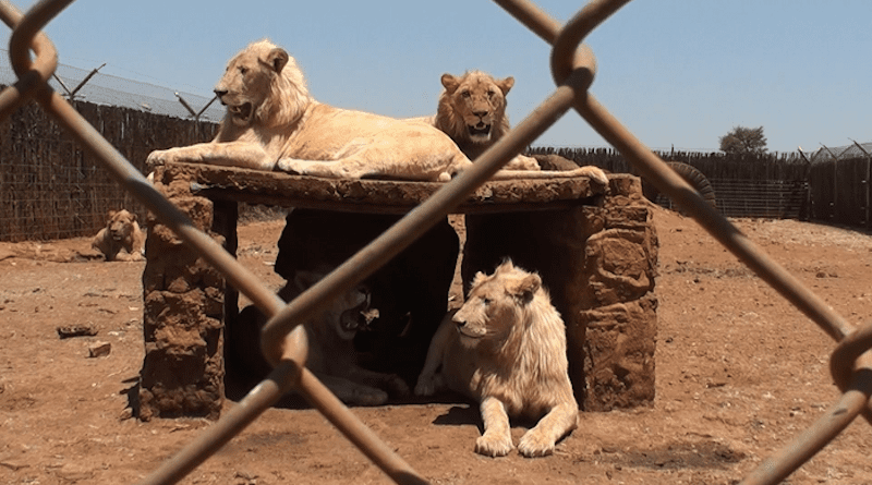 Lions on a commercial lion farm in South Africa CREDIT: Blood Lions