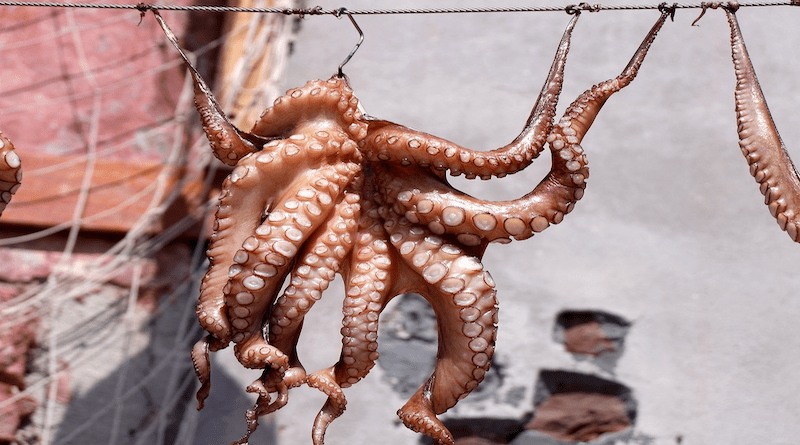 Squid Octopus Fish Octopuses Sea Creatures Dry