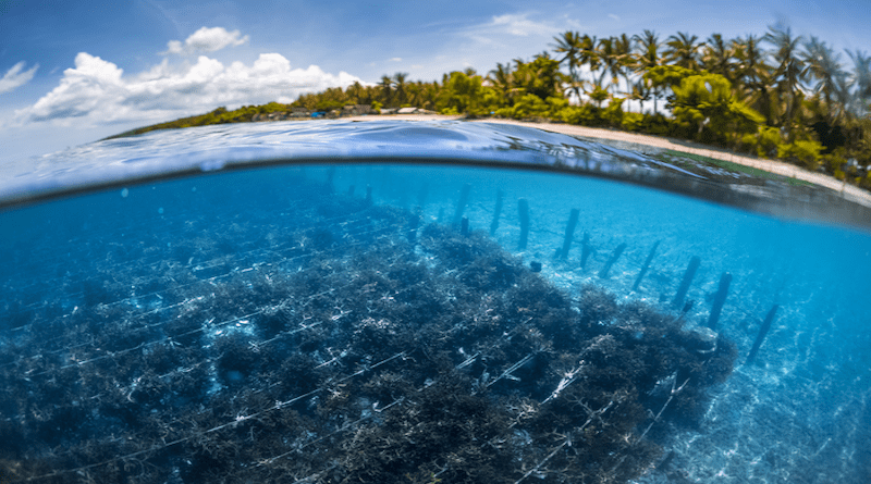 Underwater split shot of the seaweed garden on the island of Nusa Penida, Bali, Indonesia. CREDIT: Dudarev Mikhail