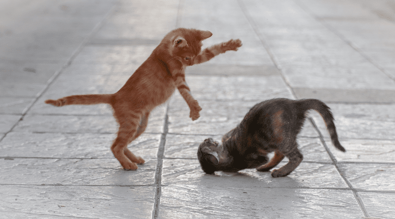 Cats Battle Young To Play Cat Baby Wildlife