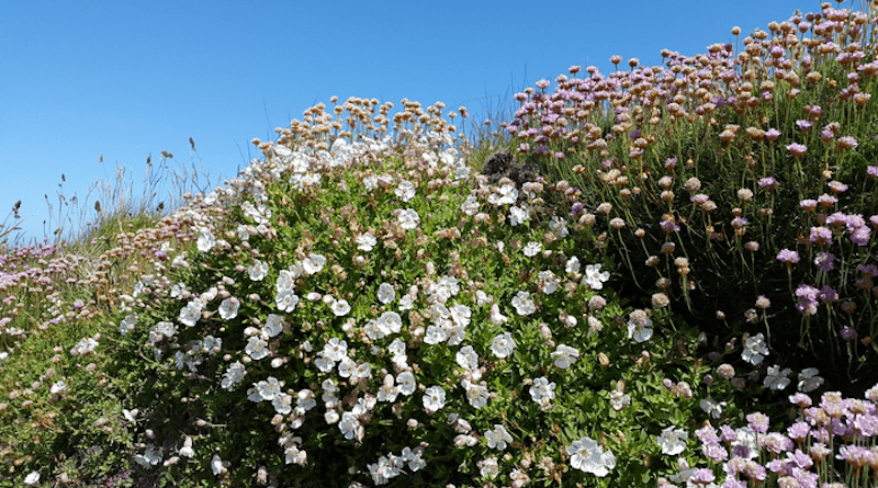 A clump of sea campions next to some thrift or sea pinks. CREDIT: Bangor University