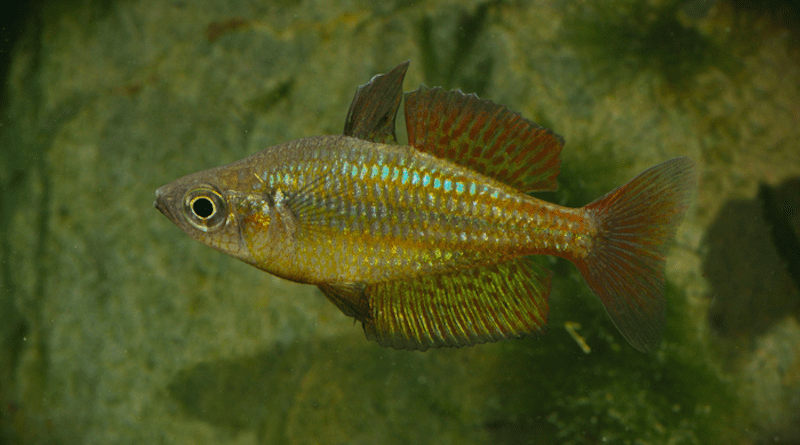 Rainbowfish from the Wet Tropics region of Australia. Credit: Keith Martin