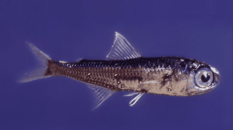A lanternfish (Myctophum punctatum) Photo Credit: Photo Credit: Prof. Francesco Costa, Wikipedia Commons