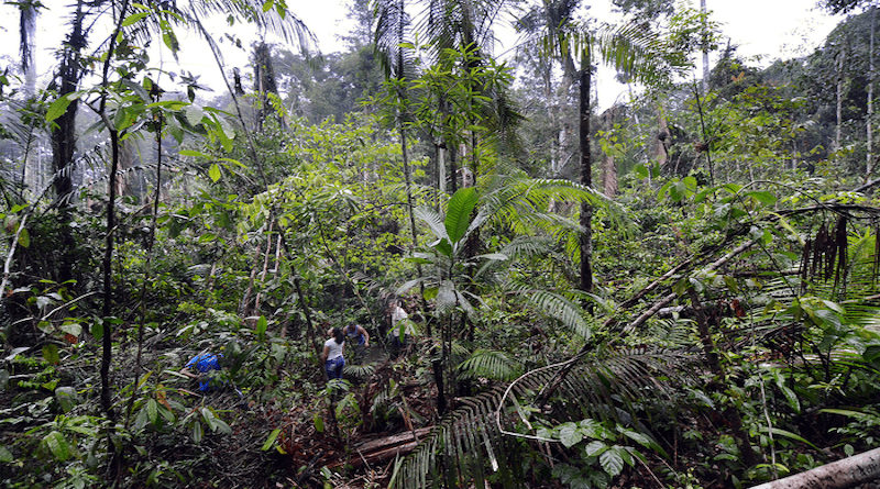 Members of NGEE-Tropics visit what they named “Blowdown Gardens,” an area that experienced windthrow near one of their field sites in the Amazon. Researchers have found a relationship between atmospheric conditions and large areas of tree death. CREDIT: Jeff Chambers/Berkeley Lab