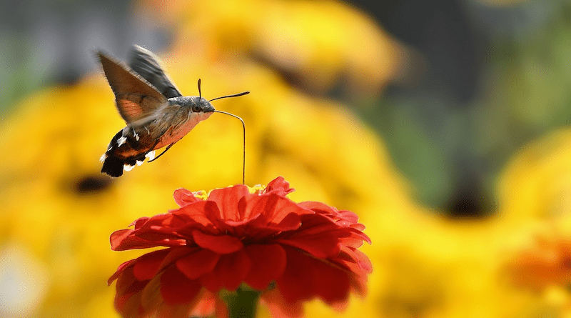 Hummingbird Hawk Moth Moth Blossom Bloom Zinnia