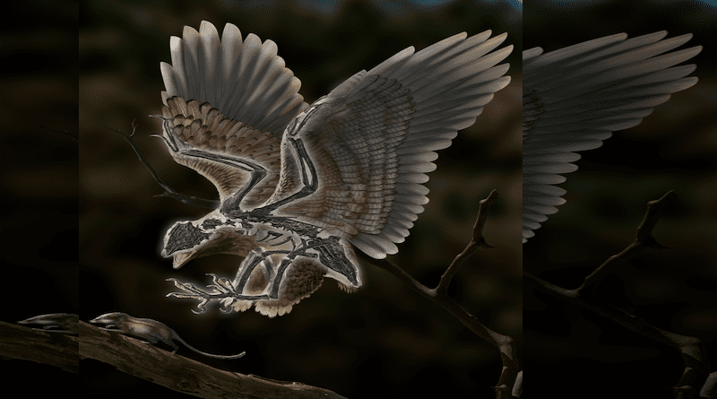 Life reconstruction of the 120-million-year-old bird Cratonavis zhui CREDIT: ZHAO Chuang