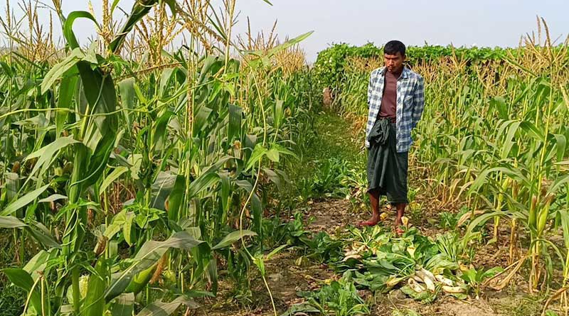 Corn farmers in Mrauk-U suffer from high costs, poor harvest. Photo Credit: DMG