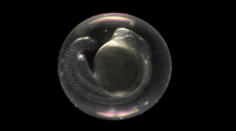 Zebrafish embryo CREDIT: UC Santa Barbara