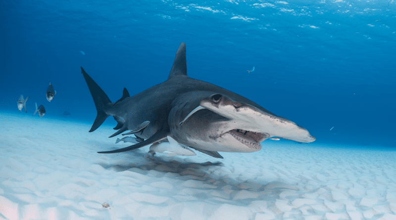 Scientists have sequenced to chromosome level the genomes of great hammerhead and shortfin mako sharks, showing that their populations have declined over 250,000 years. CREDIT: © Chris Vaughan-Jones