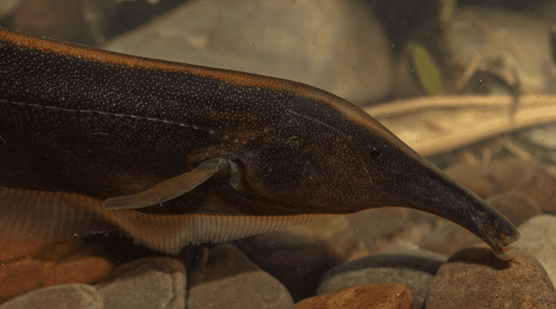 Sternarchorhynchus hagedornae -- one of 330 species identified in a new survey of freshwater fish diversity of Madidi National Park in Bolivia CREDIT: Rob Wallace/WCS