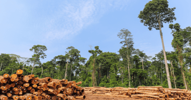 Stockyard with piles of native wood logs extracted from a Brazilian Amazon rainforest region, seen in the background. CREDIT: Photo by Tarcisio Schnaider, via Shutterstock