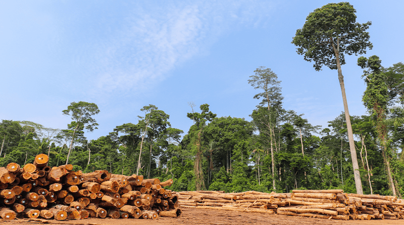Stockyard with piles of native wood logs extracted from a Brazilian Amazon rainforest region, seen in the background. CREDIT: Photo by Tarcisio Schnaider, via Shutterstock