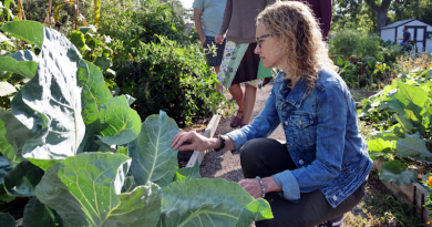 CU Boulder Professor Jill LItt checks on a plant at a community garden in Denver, Colorado. CREDIT: Glenn Asakawa/CU Boulder