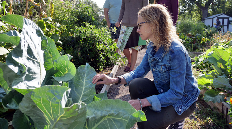CU Boulder Professor Jill LItt checks on a plant at a community garden in Denver, Colorado. CREDIT: Glenn Asakawa/CU Boulder
