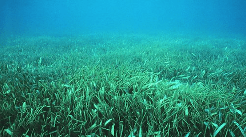 A seagrass meadow. Photo Credit: Heather Dine. - NOAA, Wikipedia Commons