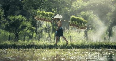 Farmer Harvest Agriculture Rice Harvesting Asia