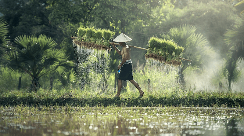 Farmer Harvest Agriculture Rice Harvesting Asia