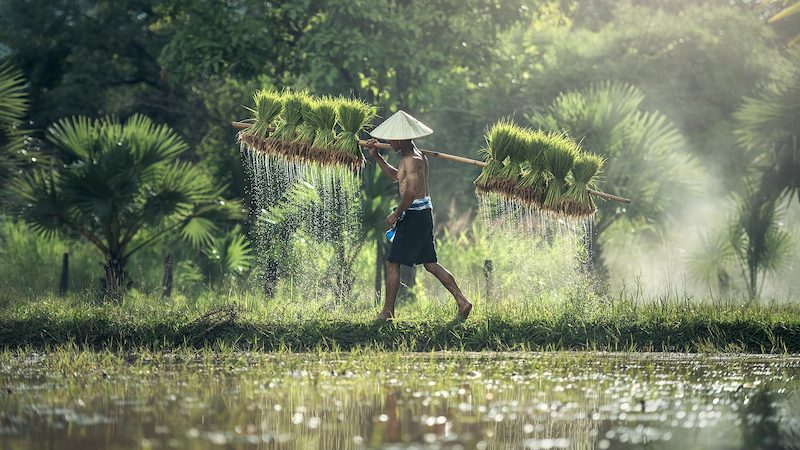 Farmer Harvest Agriculture Rice Harvesting Asia